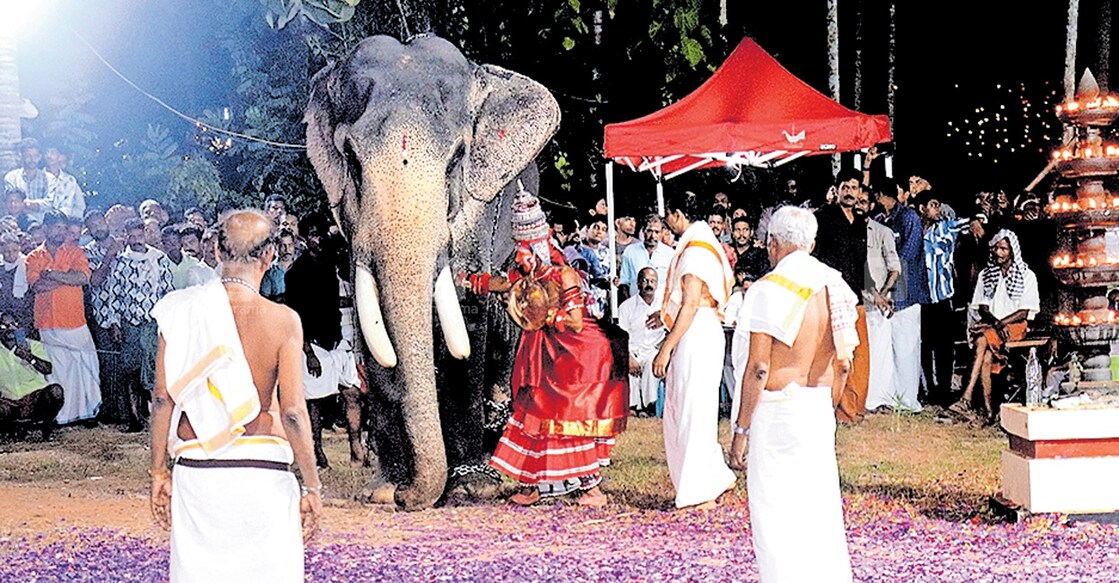 കീഴരിയൂർ എളമ്പിലാട്ടിടം ക്ഷേത്രോത്സവത്തിന്റെ മുഖ്യ ചടങ്ങായ ആനപിടിത്തം.   
