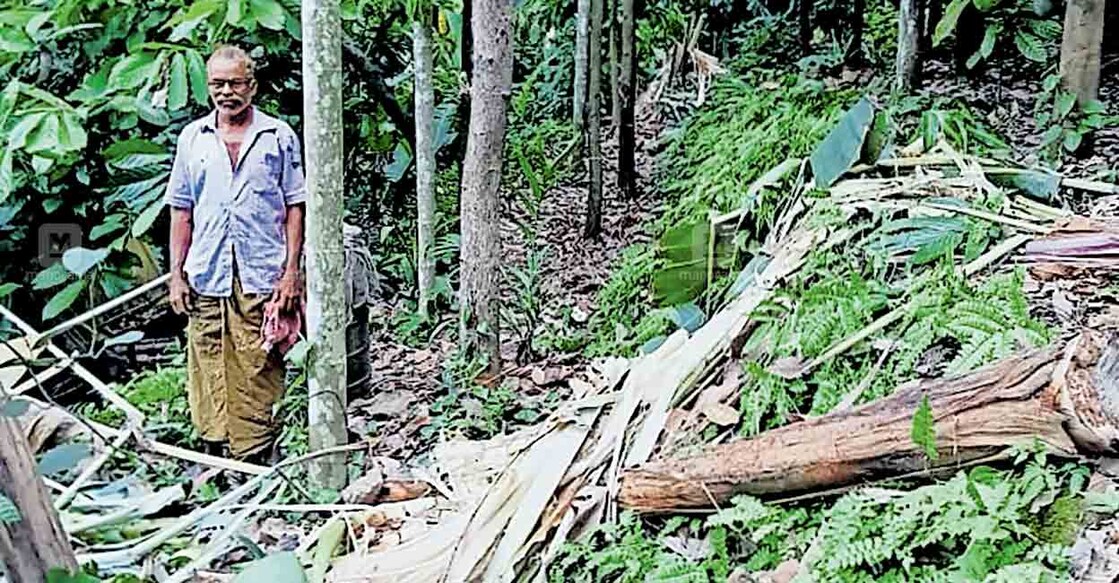 കൂരാച്ചുണ്ട് പഞ്ചായത്തിൽ ആറാം വാർഡിലെ കല്ലാനോട് തൂവക്കടവ് നാലു സെന്റ് കോളനിക്കു സമീപത്തെ കാരക്കാട്ട് ജോണിയുടെ വാഴക്കൃഷി കാട്ടാന നശിപ്പിച്ച നിലയിൽ.