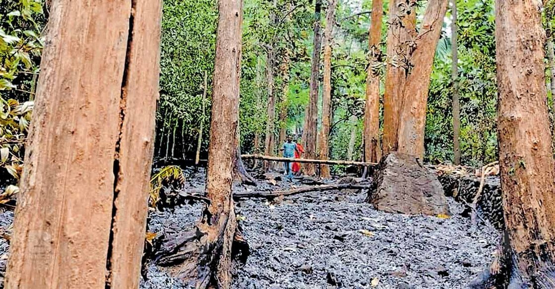 forest-fire ചുരത്തിൽ ചിപ്പിലിത്തോട് ഭാഗത്ത് ഇന്നലെ അടിക്കാട് കത്തി നശിച്ച നിലയിൽ.