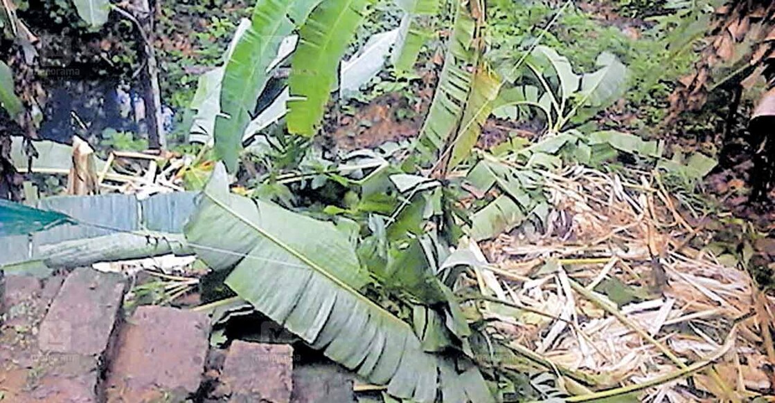 ചക്കിട്ടപാറ പഞ്ചായത്തിൽ മുതുകാട് നാലാം ബ്ലോക്കിലെ കിഴക്കേകുടി ബെന്നിയുടെ വീടിനു സമീപത്തെ വാഴക്കൃഷി കാട്ടാന നശിപ്പിച്ച നിലയിൽ. 