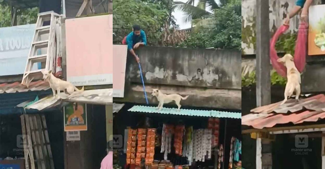 dog-trapped-on-shop-roof-1