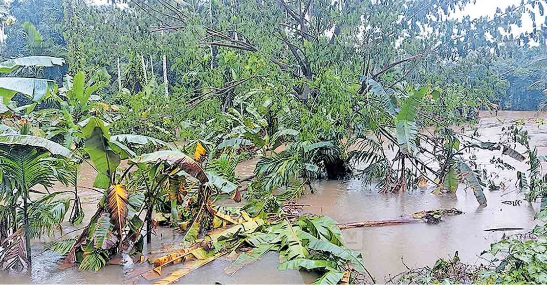 poonur-rivar പൂനൂർ പുഴ കൃഷിയിടത്തിലൂടെ കവിഞ്ഞൊഴുകുന്നു.