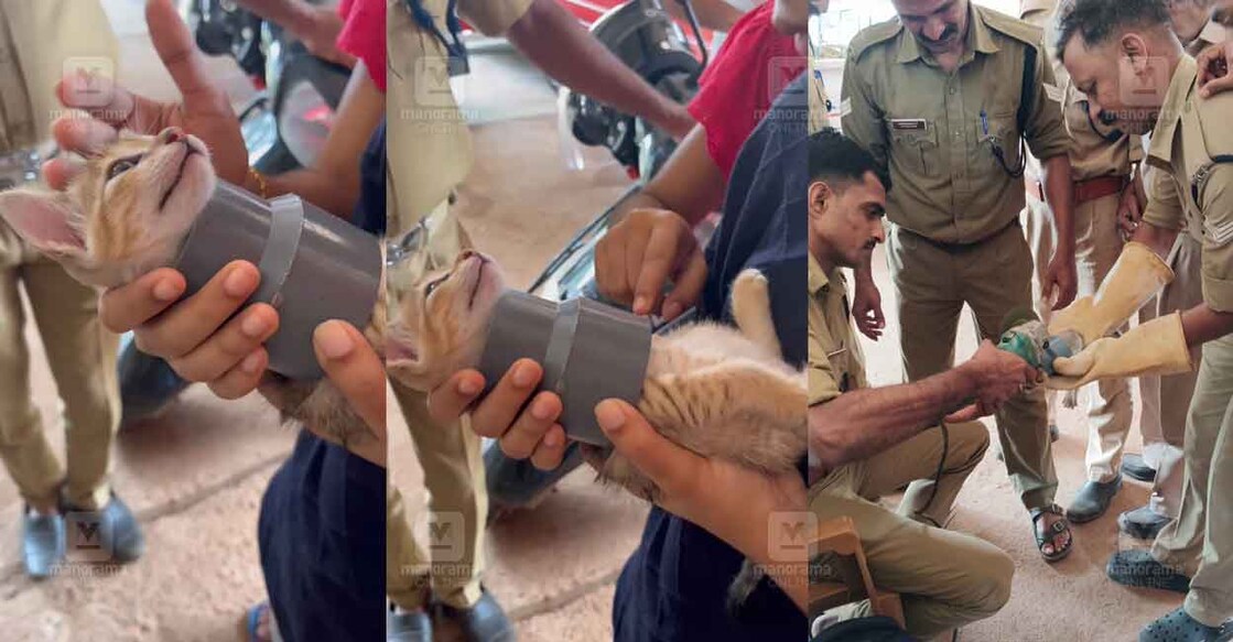 kitten-stuck-in-pipe-1 kitten-stuck-in-pipe-1