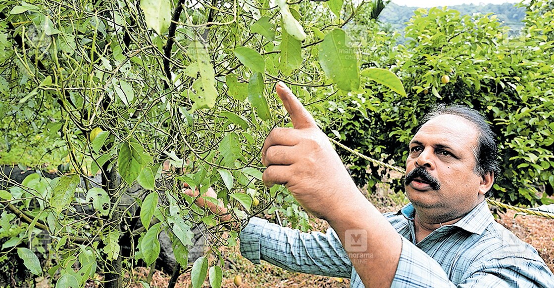 രോഗം ബാധിച്ചു ഇലകൊഴിഞ്ഞ ജാതി മരത്തിന്റെ ചില്ല കാണിക്കുന്ന പൂവാറംതോട് കല്ലംപുല്ലിലെ കർഷകൻ അഗസ്റ്റിൻ ജോസഫ്.  