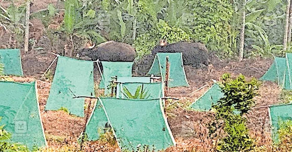perumbally-estate പെരുമ്പള്ളിയിൽ സ്വകാര്യ എസ്റ്റേറ്റ് സ്ഥലത്ത് ഇന്നലെ രാവിലെ ഇറങ്ങിയ കാട്ടുപോത്തുകൾ.