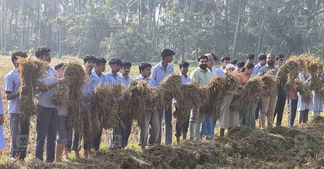 kpmssm-nss-rice-harvest