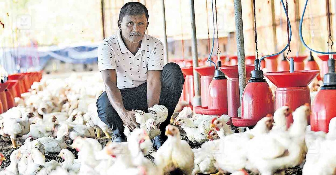 chicken-farm മുഹമ്മദ് നിസാർ കോടഞ്ചേരി കൂരോട്ടുപാറയിലെ തന്റെ കോഴി വളർത്തൽ ഫാമിൽ. ചിത്രം: മനോരമ