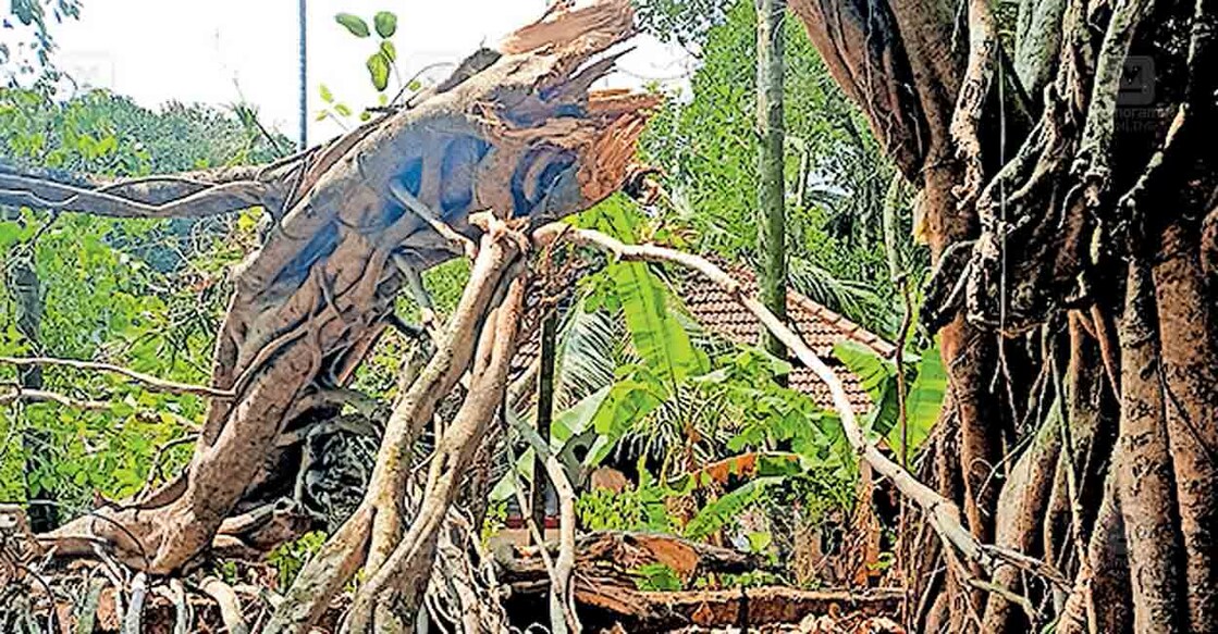 അറക്കിലാട് പരദേവതാ ക്ഷേത്ര പരിസരത്തെ പേരാലുകൾ മുറിഞ്ഞു വീണു വീട് തകർന്ന നിലയിൽ.
