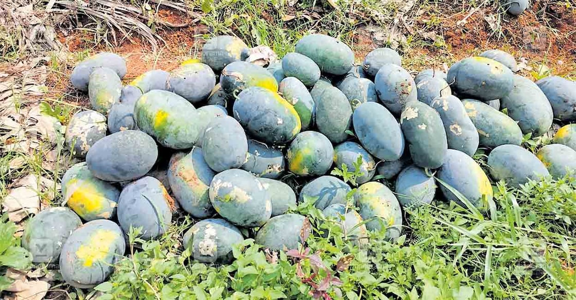 water-melon-kudumbasree2 കുടുംബശ്രീ കുന്നുമ്മൽ സിഡിഎസ് വിളയിച്ച തണ്ണിമത്തൻ.