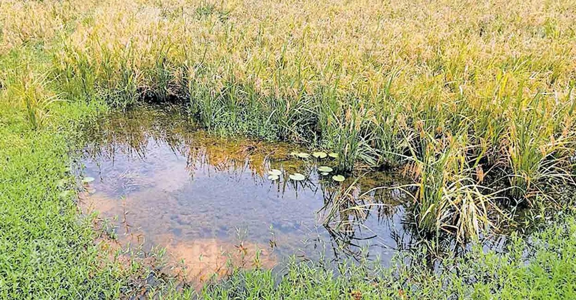ആവള പാണ്ടിയിൽ വെള്ളം കയറി; കണ്ണീരിൽ മുങ്ങി നെൽക്കർഷകർ | Perambra ...