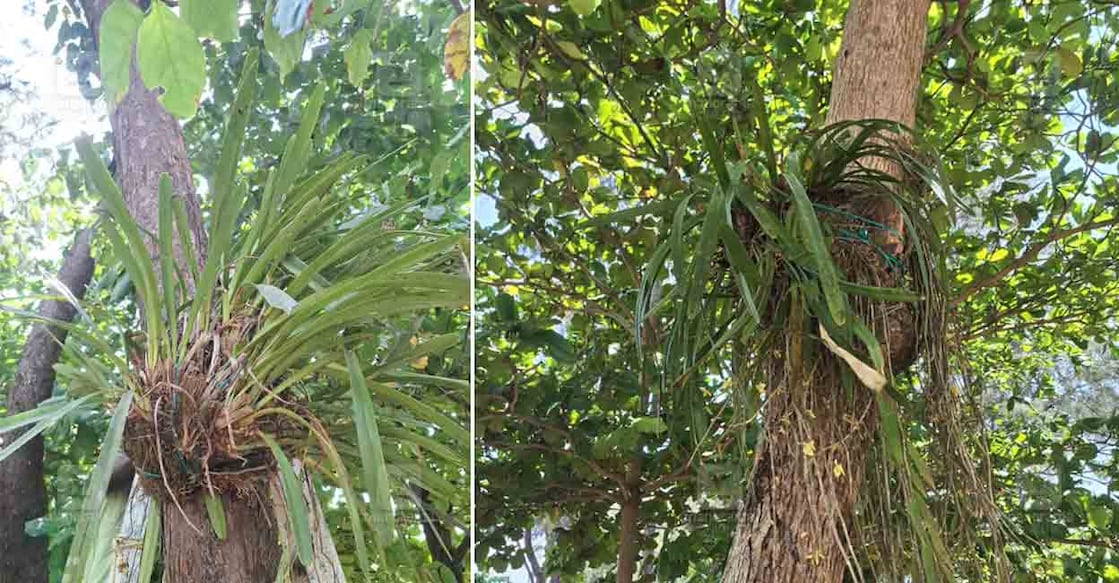 kappad-beach-orchid-conservation-3 kappad-beach-orchid-conservation-3