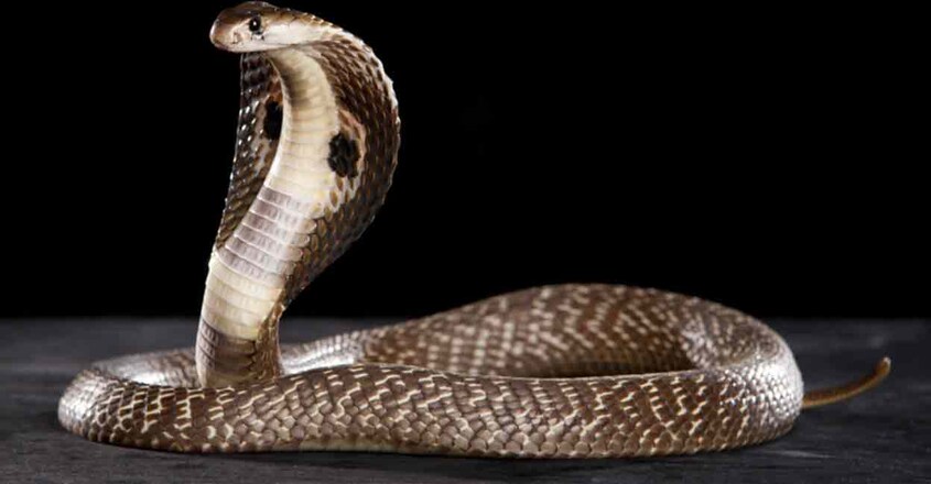 snake snake