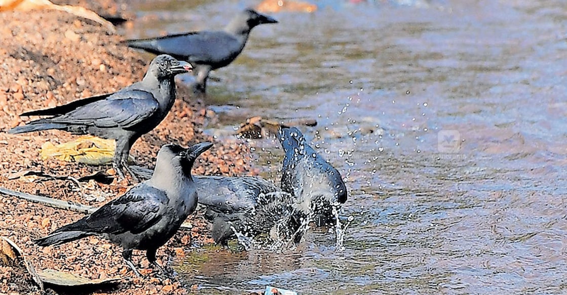 malappuram-crows