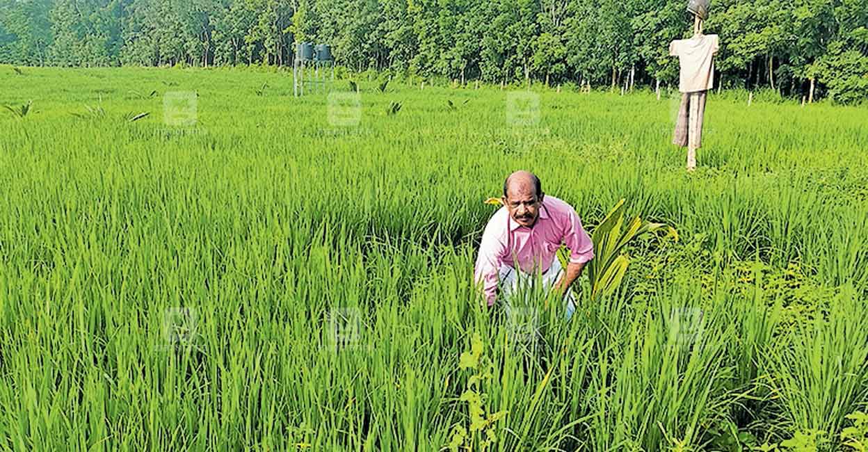 ഏഴേക്കറിൽ പച്ചവിരിച്ച് കരനെൽക്കൃഷി