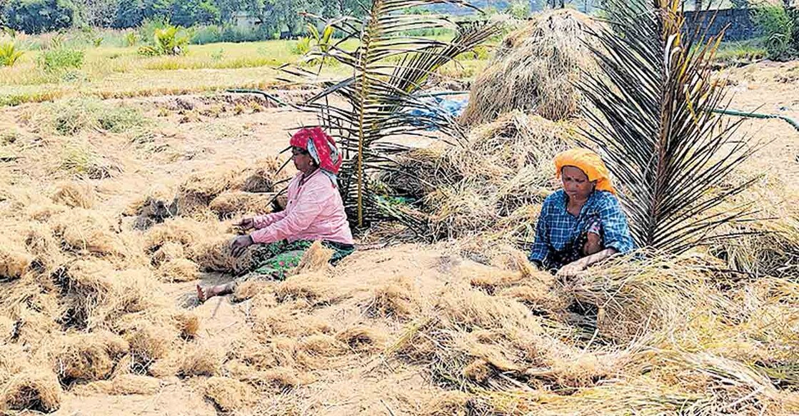 പൊന്നാനി തീരദേശത്ത് രാമച്ചക്കൃഷി വിളവെടുപ്പ് നടക്കുന്നു.  


