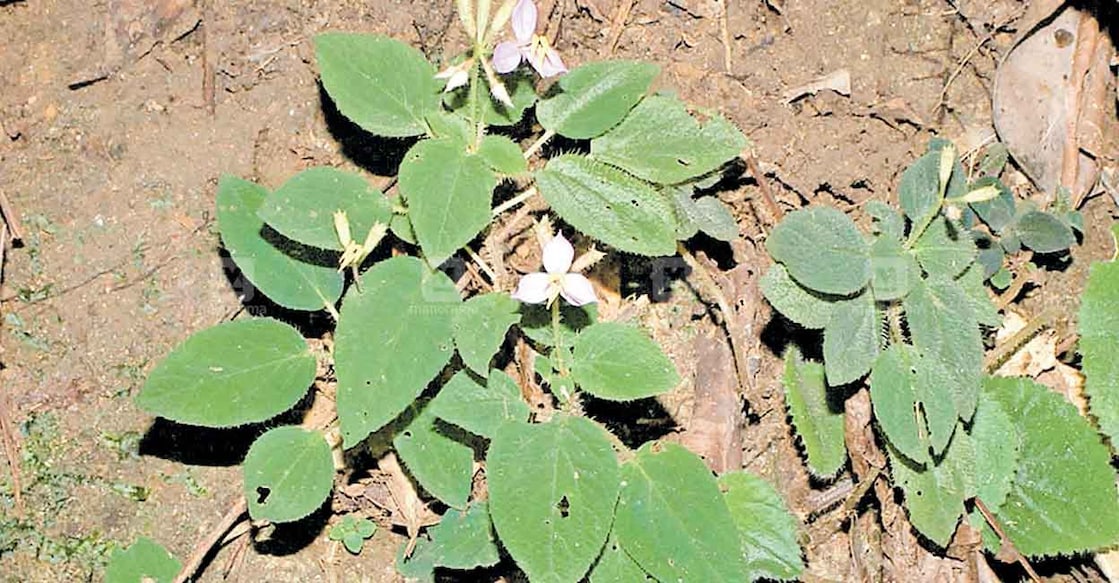 sundhariyila-plant