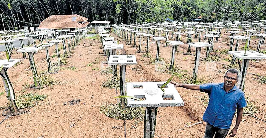 malappuram-dragon-fruit-cultivation
