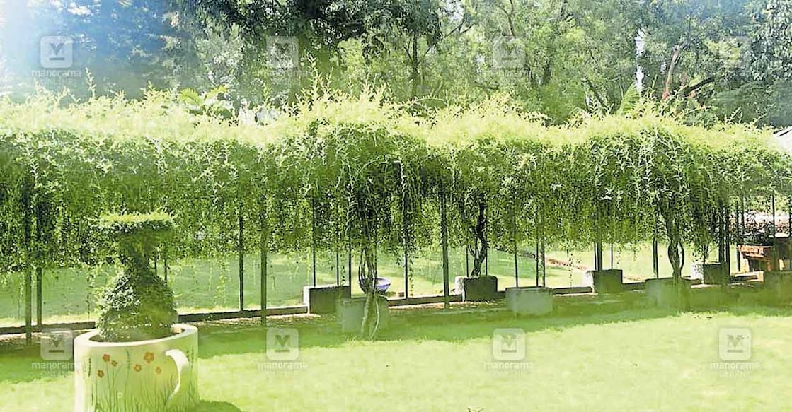 കാലിക്കറ്റ് സർവകലാശാലാ പാ‍ർക്ക്.  