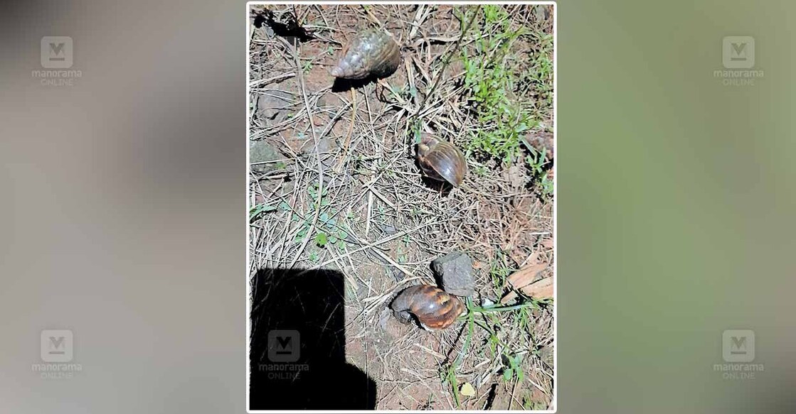 ആഫ്രിക്കൻ ഒച്ചിന്റെ പിടിയിൽ കടലുണ്ടിപ്പുഴയുടെ തീരങ്ങൾ African snails