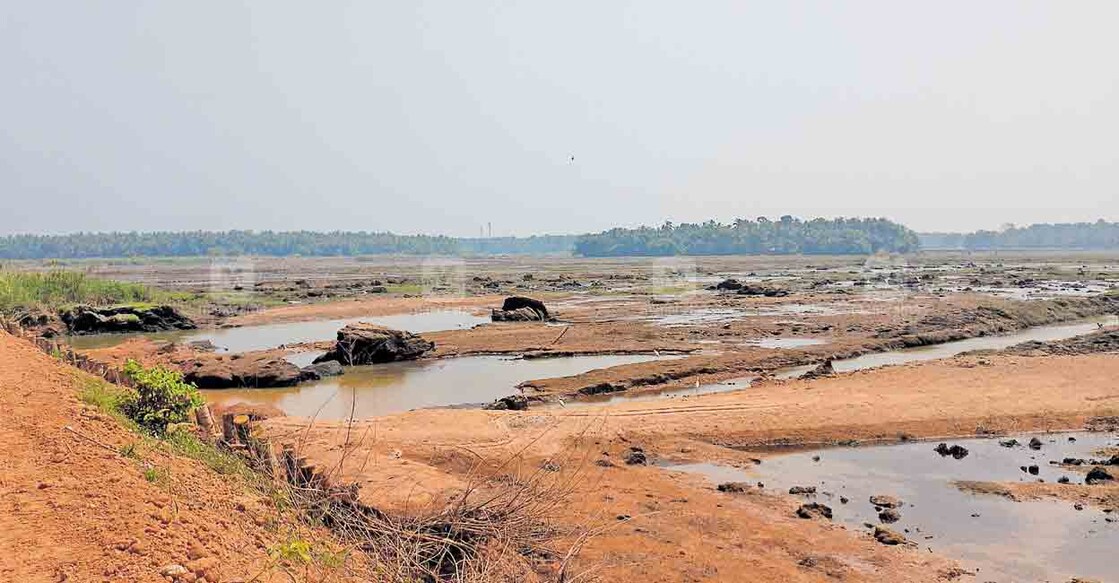 ബണ്ട് തകർന്നതിനെ തുടർന്ന് മണൽ മൂടിയ നരണിപ്പുഴ–കുമ്മിപ്പാലം പാടശേഖരത്തെ കൃഷിസ്ഥലം.  