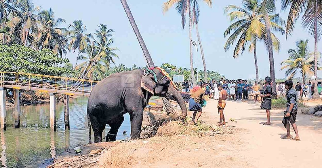 കനാലിൽനിന്ന്  ആനയെ പാപ്പാൻമാർ കരയിലേക്ക് കയറ്റുന്നു.  