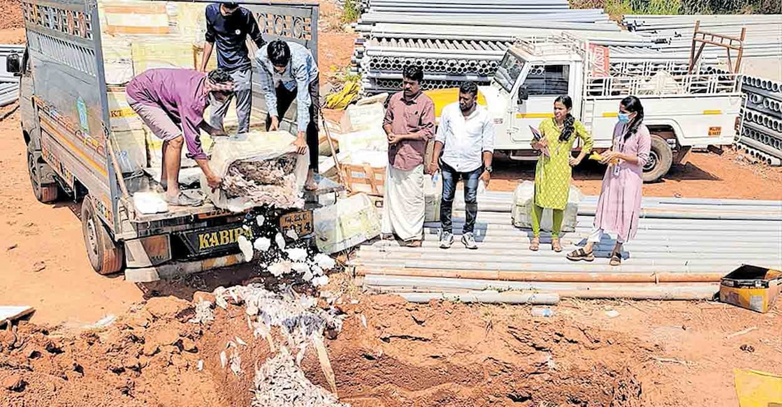 എടപ്പാൾ കണ്ടനകം തിരുമാണിയൂരിൽനിന്ന് ലോറിയിൽ കടത്തുന്നതിനിടെ പിടികൂടിയ പഴകിയ മത്സ്യം അധികൃതരുടെ നേതൃത്വത്തിൽ കുഴിയെടുത്തു മൂടുന്നു.  