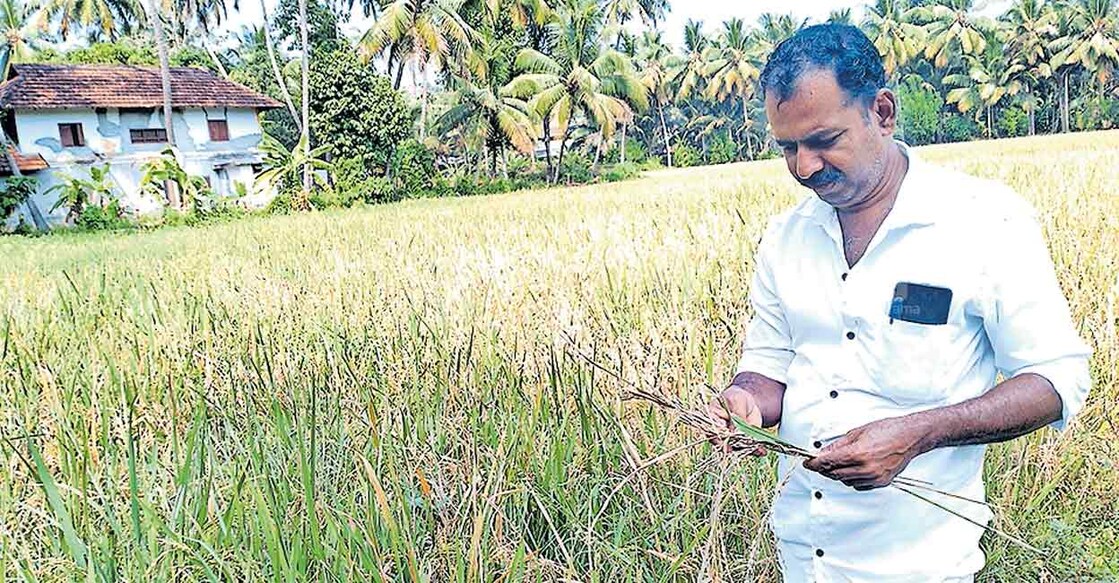 farmer പൊന്നാനി കോളിലെ മാറഞ്ചേരി പറോട്ടി പാടശേഖരത്തെ രോഗം ബാധിച്ച നെല്ല് പരിശോധിക്കുന്ന
കർഷകൻ.