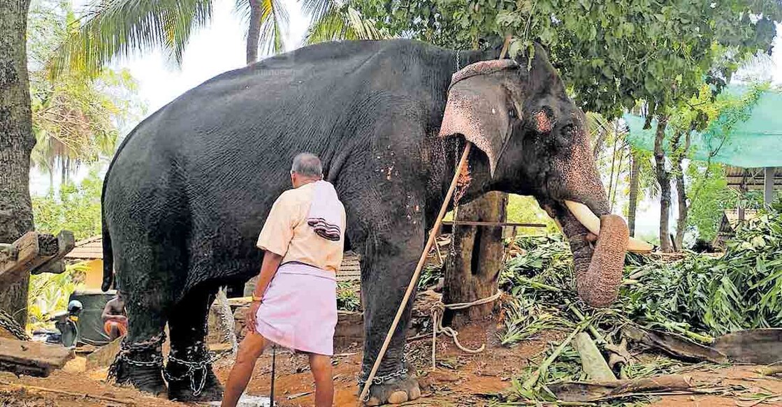 


അങ്ങാടിപ്പുറം തിരുമാന്ധാംകുന്ന് ഭഗവതി ക്ഷേത്രത്തിൽ ഇന്നലെ ഇടഞ്ഞ ആനയെ തളച്ചപ്പോൾ.  

