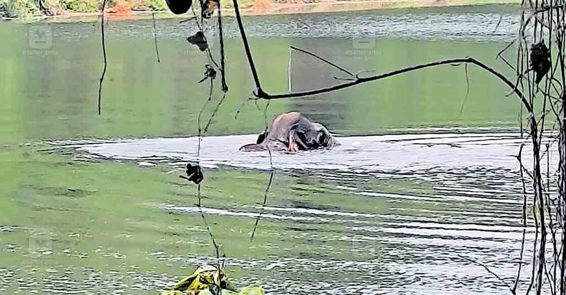 
നിലമ്പൂർ കോവിലകത്തുമുറിക്കു സമീപം ചാലിയാറിൽ ഇന്നലെ പകൽ ഇറങ്ങിയ കാട്ടാന.  