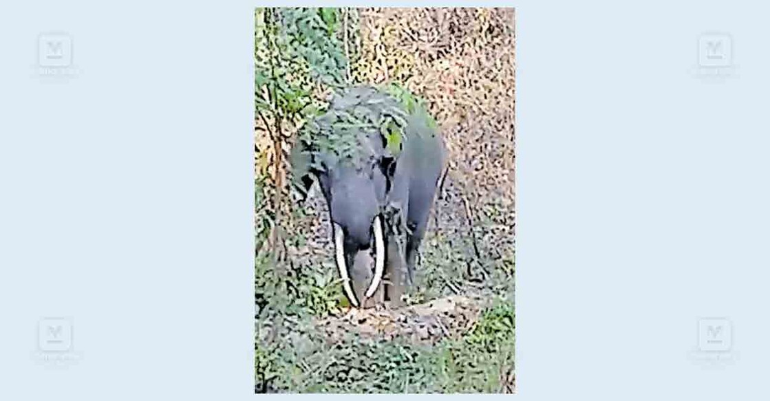 malappuram-eleophant
ആനമറി – പുഞ്ചക്കൊല്ലി റോഡിൽ വലിയതാനിക്ക് സമീപം നിൽക്കുന്ന കൊമ്പൻ.