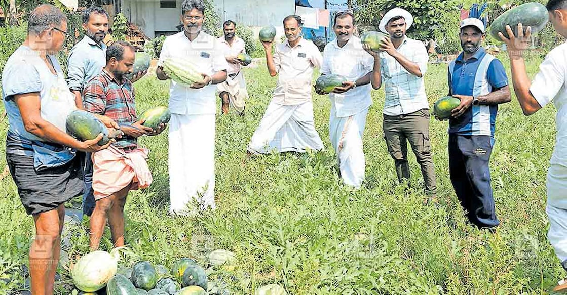 കാലിക്കറ്റ് സർവകലാശാലയ്ക്കടുത്ത ചെട്ട്യാർമാട്ട് വളയംകുളങ്ങര വയലിൽ പുതുരീതിയിൽ വിളയിച്ച വത്തക്ക വിളവെടുപ്പ് പള്ളിക്കൽ പഞ്ചായത്ത് പ്രസിഡന്റ് സി.കെ.അബ്ബാസ് ഉദ്ഘാടനം ചെയ്തപ്പോൾ.  
