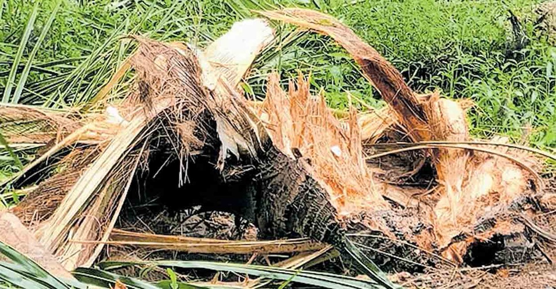 


കൽക്കുളത്തെ മുണ്ടമ്പ്ര ബഷീറിന്റെ കൃഷിയിടത്തിലെ തെങ്ങ് കാ‌ട്ടാന നശിപ്പിച്ചപ്പോൾ.