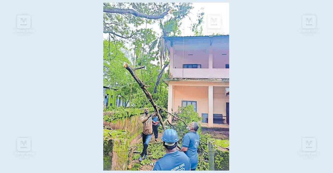 ബിപി അങ്ങാടി ഗവ. ഗേൾസ് ഹയർസെക്കൻഡറി സ്കൂളിലെ കെട്ടിടങ്ങൾക്കു മുകളിലേക്കു ചാഞ്ഞ മരം ട്രോമകെയർ വൊളന്റിയർമാർ മുറിച്ചു മാറ്റുന്നു.   