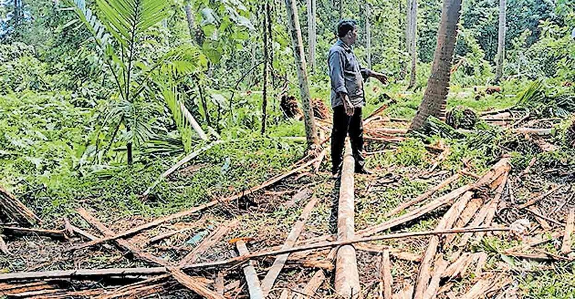 

പാലേമാട് ഒന്നാംപടിയിലെ വലിയപറമ്പിൽ ബഷീറിന്റെ കൃഷിയിടത്തിലെ കായ്ഫലമുള്ള കമുകുകൾ ആനക്കൂട്ടം പിച്ചിച്ചീന്തി നശിപ്പിച്ച നിലയിൽ.  