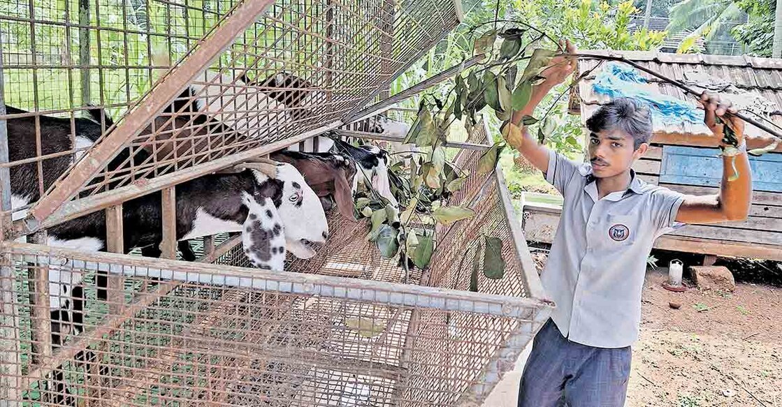 കൊടിഞ്ഞി തിരുത്തി മറ്റത്ത് ഫൈസാൻ ആടുകൾക്കു തീറ്റ കൊടുക്കുന്നു.