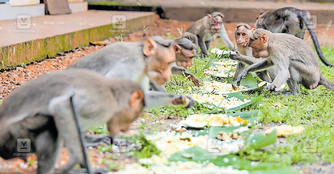 ഓണസദ്യ കഴിക്കുന്ന വള്ളിക്കുന്ന് നിറംകൈതക്കോട്ട അയ്യപ്പ ക്ഷേത്രത്തിലെ വാനരൻമാർ.