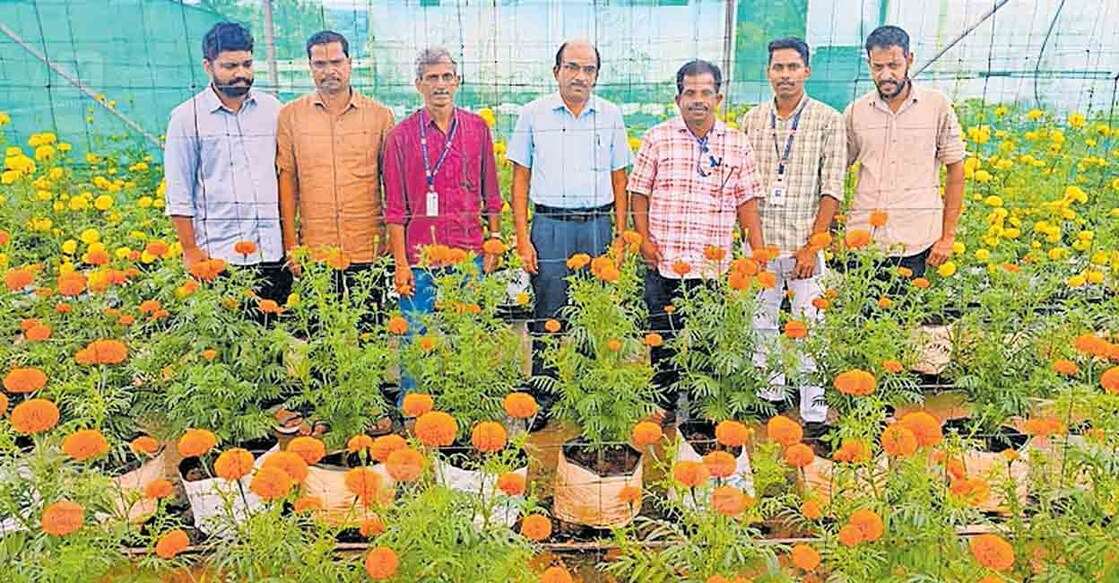malappuram-floriculture പെരിന്തൽമണ്ണ മിനി സിവിൽ സ്റ്റേഷന്റെ ടെറസിൽ റവന്യു വിഭാഗം ജീവനക്കാർ ഒരുക്കിയ ചെണ്ടുമല്ലി തോട്ടത്തിൽ തഹസിൽദാർ ഹാരിസ് കപൂർ, ഡപ്യൂട്ടി തഹസിൽദാർമാരായ ജെയ്സന്റ് മാത്യു, വേണുഗോപാൽ തുടങ്ങിയവർ.