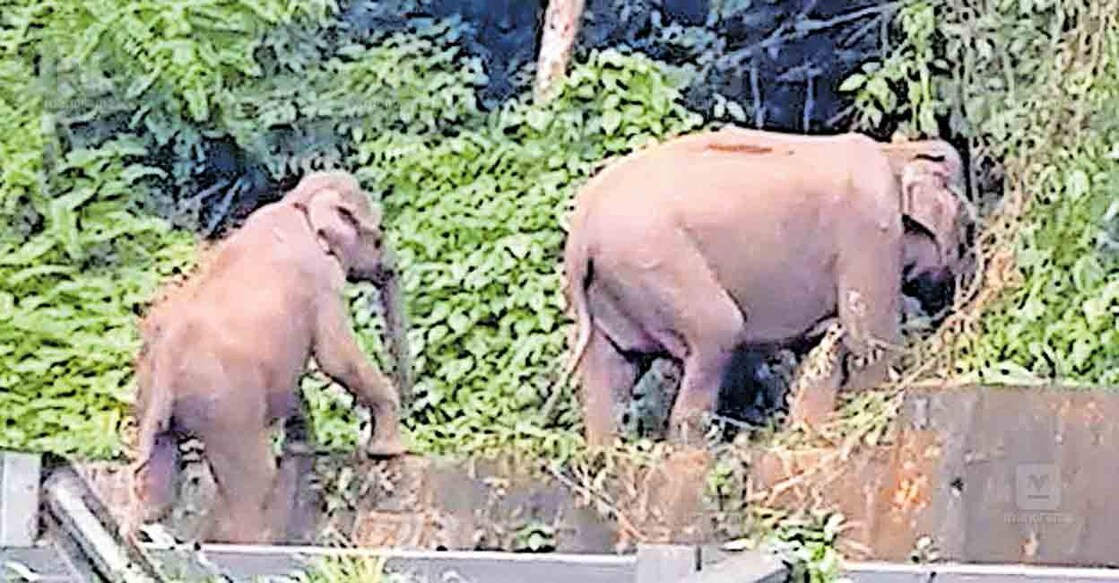 നാടുകാണി ചുരം പാതയോരത്ത് ആനയും കുട്ടിയും. 