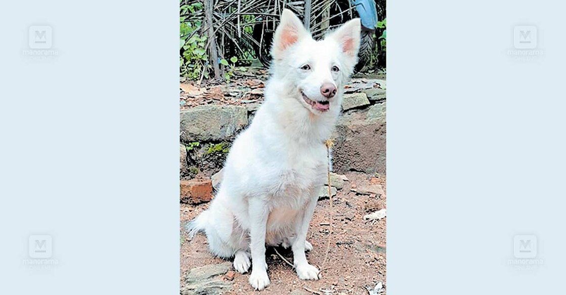 dog തെന്നാടൻ സുധീഷിന്റെ പുലിപിടിച്ചതായി സംശയിക്കുന്ന നായ.