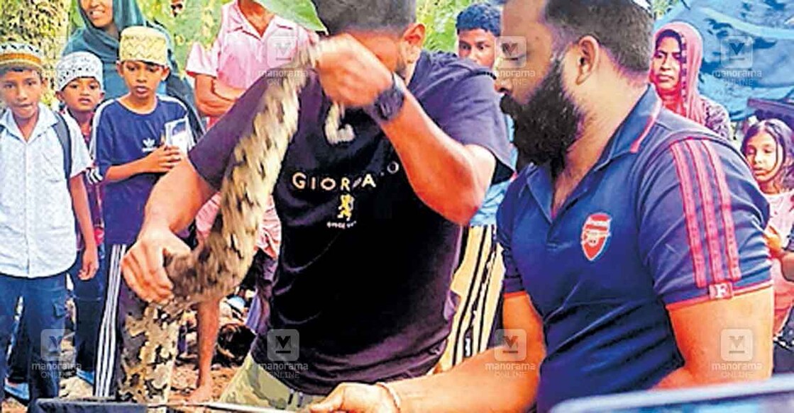മഞ്ഞൾപ്പാറയിൽ കോഴിക്കൂട്ടിൽ കയറി താറാവുകളെ വിഴുങ്ങിയ 
പെരുമ്പാമ്പിനെ പിടികൂടുന്നു.  