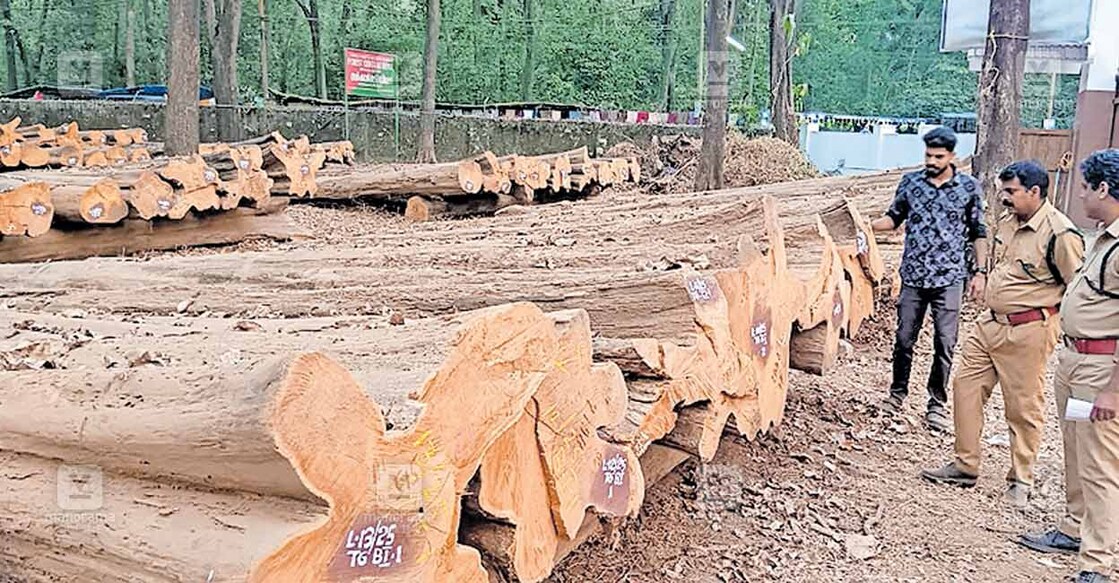 നിലമ്പൂർ അരുവാക്കോട് വനം വകുപ്പിന്റെ സെൻട്രൽ ഡിപ്പോയിൽ വിൽപ്പനയ്ക്കു വച്ച തേക്കുതടികൾ.  

