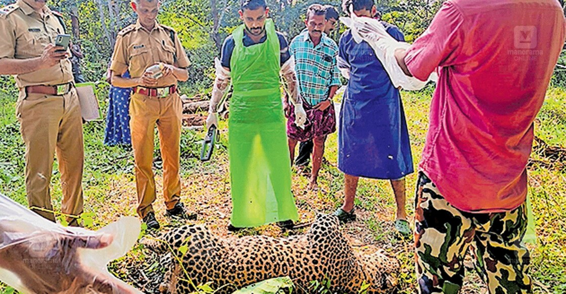 കരുളായി ബാലംകുളത്ത് വനത്തിൽ ചത്ത പുലിയുടെ ജഡം ഇൻക്വസ്റ്റ് നടത്തുന്നു.