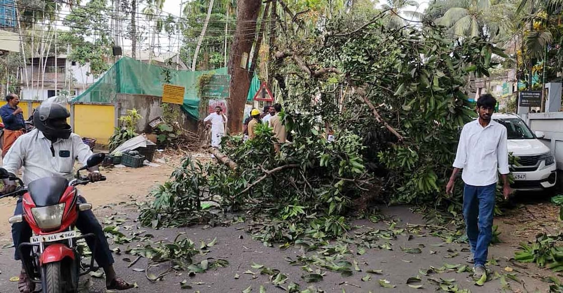 tree-malappuram