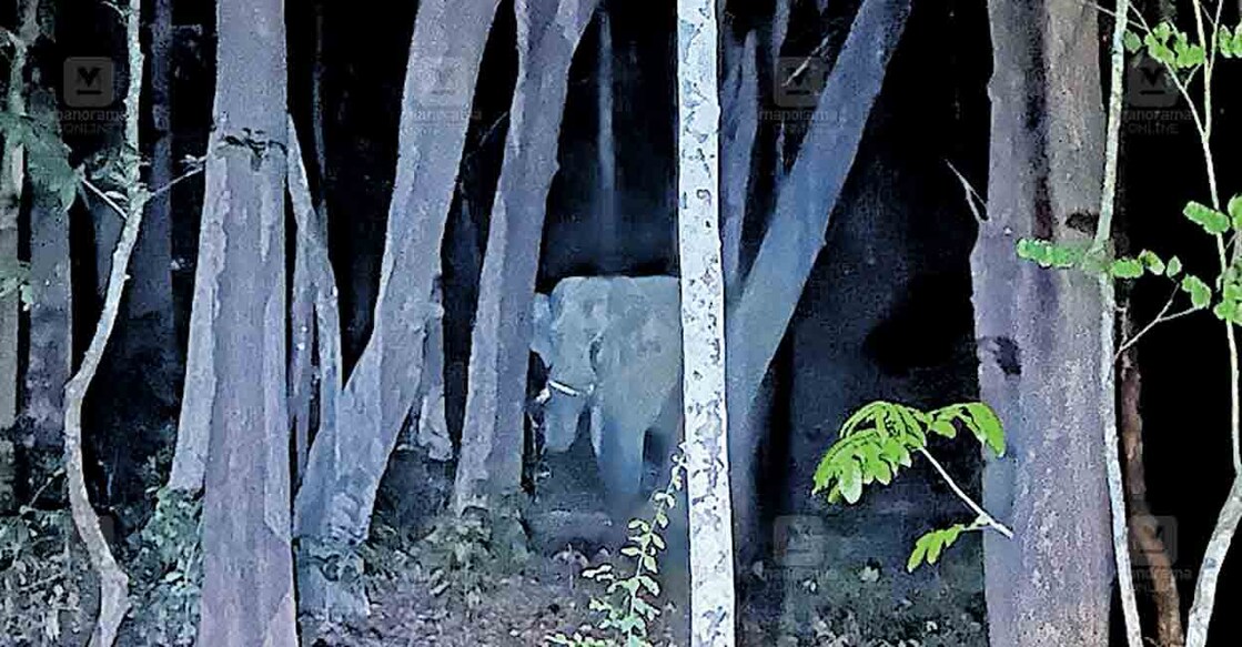 അമ്പുട്ടാൻപൊട്ടി അങ്ങാടിക്ക് സമീപം ജനവാസ കേന്ദ്രത്തിലെത്തിയ കൊമ്പൻ. ഇന്നലെ രാത്രി ഒൻപതിനുള്ള ദൃശ്യം.  
