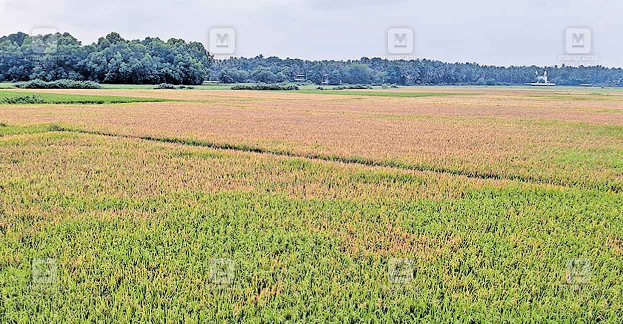 ബാക്കിക്കയം ഷട്ടർ തുറക്കാൻ നീക്കം; കർഷകര്‍ ആശങ്കയില്‍ | Thirurangadi ...