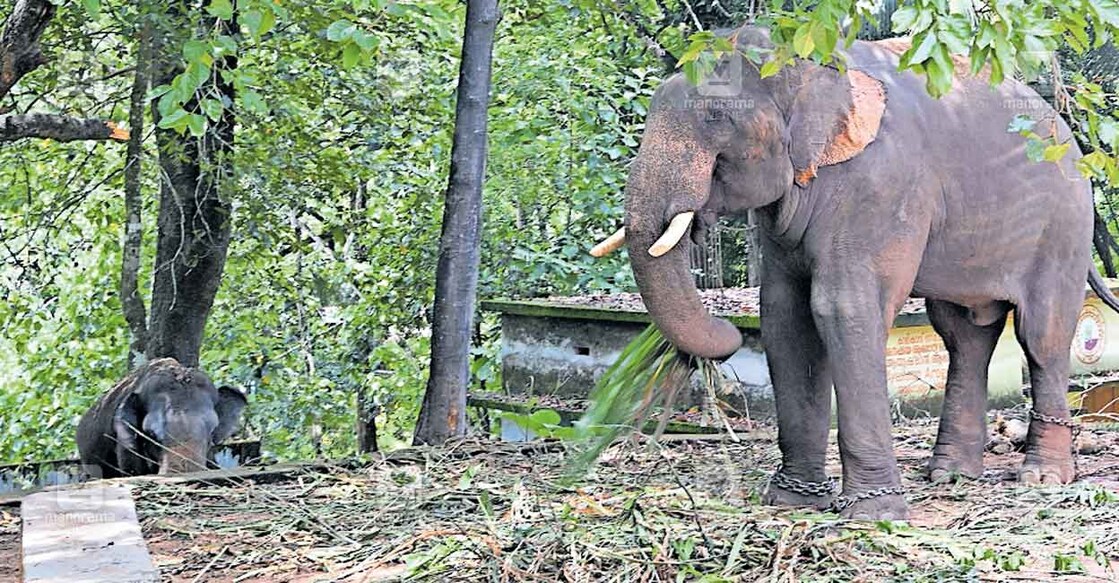 malappuram-kumki അടയ്ക്കാക്കുണ്ടിലെത്തിച്ച കുങ്കി ആനകളായ കോന്നി സുരേന്ദ്രനും കുഞ്ചുവും. ചിത്രം: മനോരമ