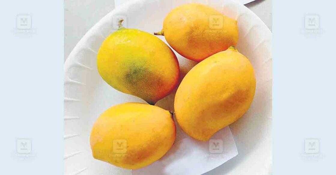 mumbai-mango mumbai-mango