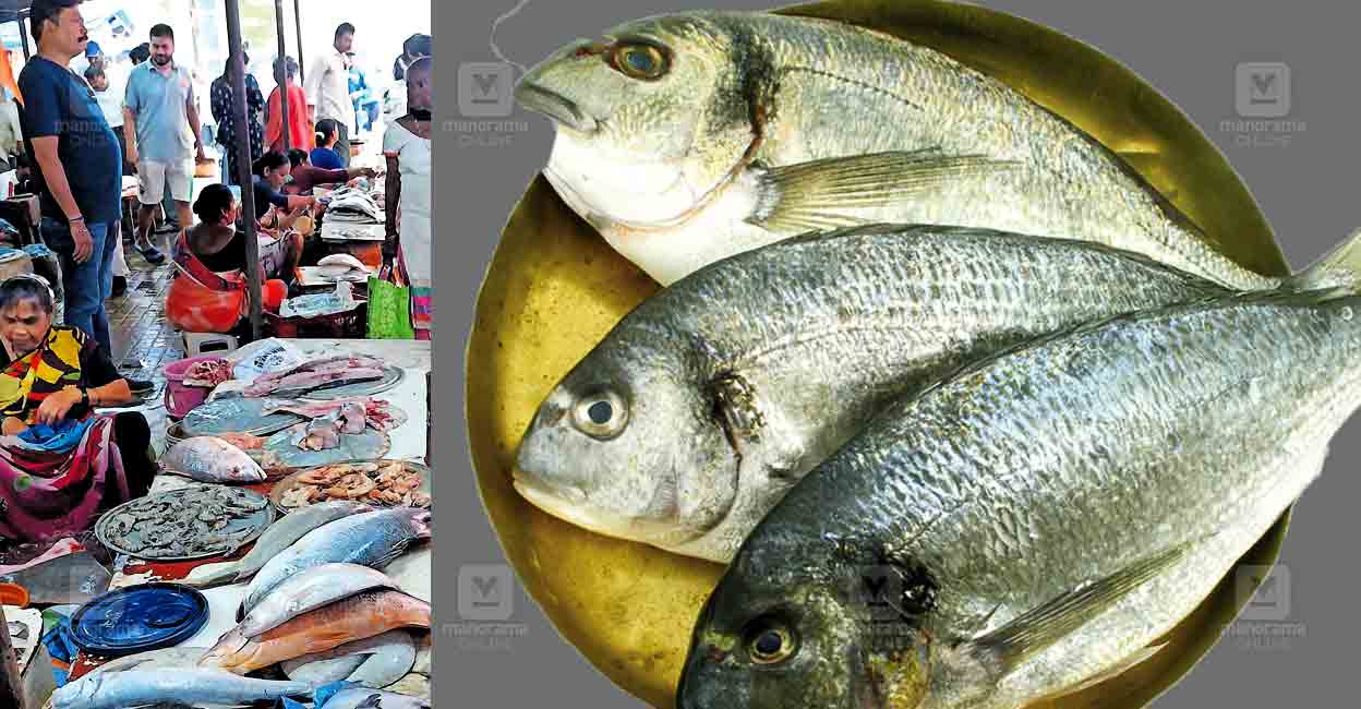 Mumb Fish ട്രോളിങ് നിരോധനം കഴിഞ്ഞു; മത്സ്യ വിപണി ഉണർന്നു; വിലയിൽ കുറവില്ല
