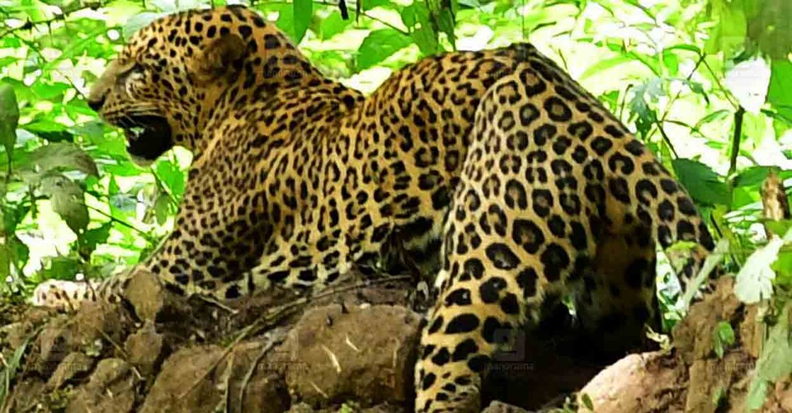 വളർത്തു നായയ്ക്ക് നേരെ പാഞ്ഞടുത്ത് പുള്ളിപ്പുലി; വീറോടെ നേരിട്ട് ദമ്പതികൾ, 15 മിനിറ്റോളം പുലിയുമായി മൽപിടിത്തം ; ഒടുവിൽ പുലിയെ കുത്തിക്കൊന്ന് യുവാവ്