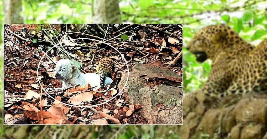 Leopard-mumbai Leopard-mumbai